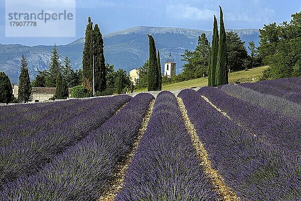 Lavendelfeld  blühender echter (Lavandula angustifolia) Lavendels  Roumoules  Plateau de Valensole  Provence  Provence-Alpes-Cote d Azur  Südfrankreich  Frankreich  Europa