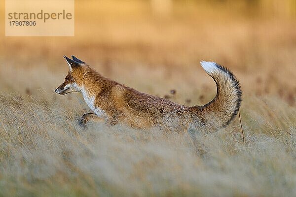 Rotfuchs (Vulpes vulpes)  rennend auf einer Wiese im Herbst