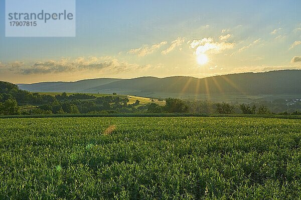 Sonnenaufgang über einem Sojabohnenfeld im Frühling  Großheubach  Miltenberg  Spessart  Bayern  Deutschland  Europa