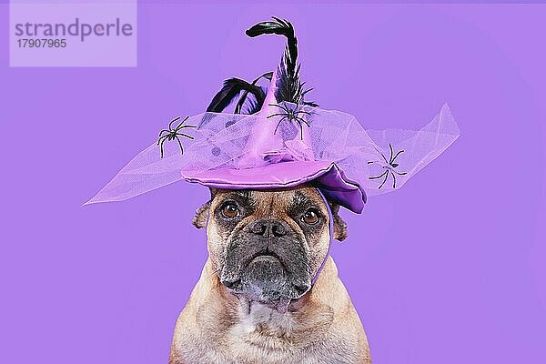 Porträt der französischen Bulldogge Hund mit Halloween-Kostüm Hexenhut auf lila Hintergrund