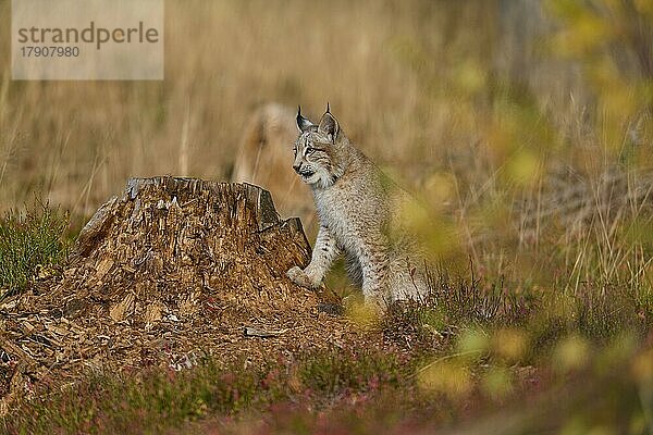 Europäischer Luchs (Lynx lynx)  auf einem Baumstamm im Herbst