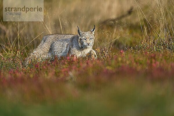 Europäischer Luchs (Lynx lynx)  läuft im Herbst