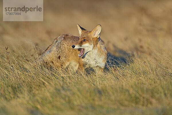 Rotfuchs (Vulpes vulpes)  auf einer Wiese im Herbst