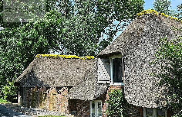 Reetdachhaus mit Blumen auf dem Dach  Deutschland  Europa