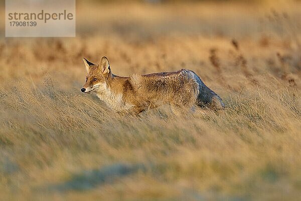 Rotfuchs (Vulpes vulpes)  auf einer Wiese im Herbst