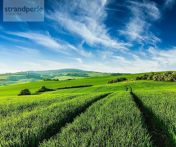 Rollende Sommerlandschaft mit grünem Grasfeld unter blauem Himmel