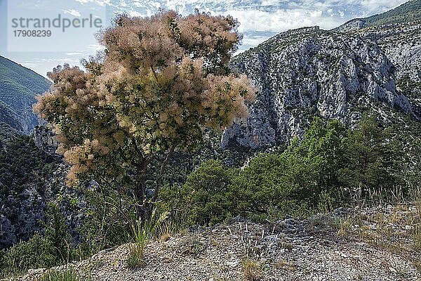 Gewöhnlicher Perückenstrauch (Cotinus coggygria)  Verdon-Schlucht  Provence  Frankreich  Europa