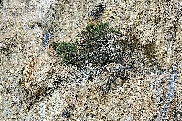 Bergkiefer (Pinus mugo) wächst in Felswand  Schlucht von Trevans  Gorges de Trévans  Nähe von Estoublon  Alpes-de-Haute-Provence  Provence  Frankreich  Europa