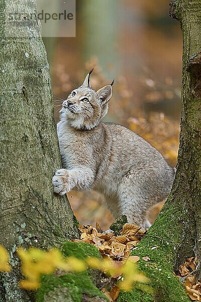 Europäischer Luchs (Lynx lynx)  kletternd auf einem Baumstamm im Herbst