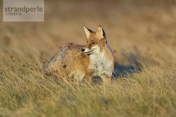 Rotfuchs (Vulpes vulpes)  auf einer Wiese im Herbst