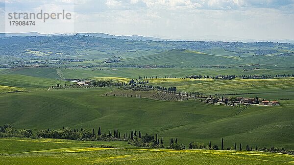 Hügelige Landschaft mit Zypressen (Cupressus)  Crete Senesi  Provinz Siena  Toskana  Italien  Europa