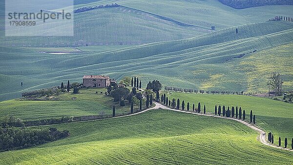 Typisches Landgut in hügeliger Landschaft  Crete Senesi  Provinz Siena  Toskana  Italien  Europa