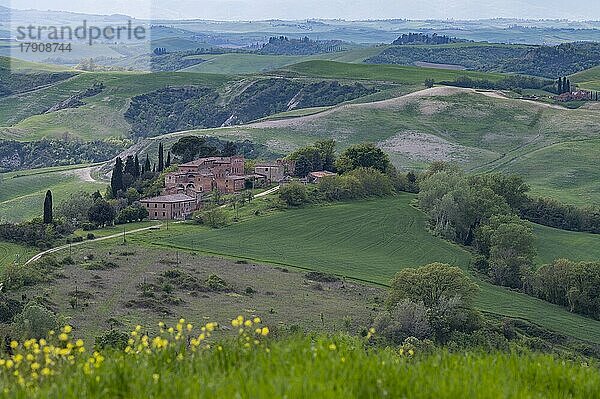 Kleines Dorf in der hügeligen Landschaft der Crete Senesi  nahe Asciano  Toskana  Italien  Europa