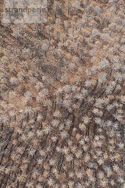 Verbrannte Zirbelkiefern (Pinus pinea) nach einem Waldbrand  Luftbild  Drohnenaufnahme  Sierra Bermeja  Provinz Málaga  Andalusien  Spanien  Europa