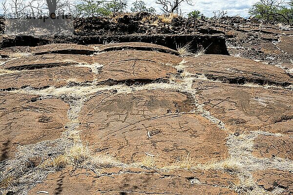 Puako Petroglyph Park  Puako  Big Island  Hawaii  USA  Nordamerika