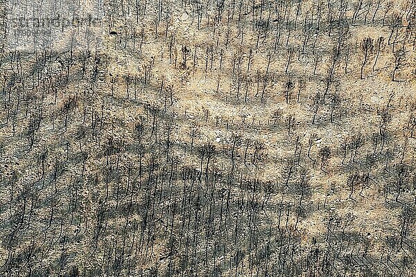 Verbrannte Zirbelkiefern (Pinus pinea) nach einem Waldbrand  Luftbild  Drohnenaufnahme  Sierra Bermeja  Provinz Málaga  Andalusien  Spanien  Europa
