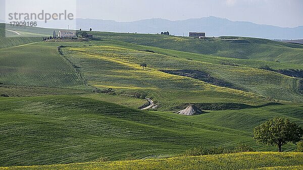 Hügelige Landschaft mit Landgut und gelben Rapsfeldern  Crete Senesi  Provinz Siena  Toskana  Italien  Europa