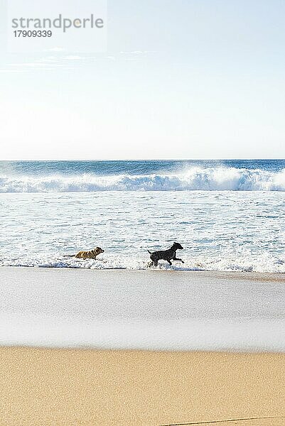 Hunde laufen und haben Spaß am Strand. Sommerzeit