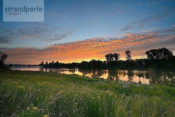 Morgenrot am Altrhein mit Jakobs-Greiskraut (Senecio jacobaea) und Laubbäumen  Xanten  Niederrhein  Nordrhein-Westfalen  Deutschland  Europa