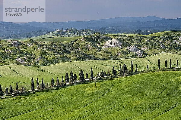 Biancane di Leonina  hügelige Landschaft mit Zypressen (Cupressus)  Crete Senesi  Provinz Siena  Toskana  Italien  Europa