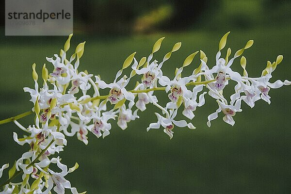 Weiße Antilope Dendrobium Orchidee Blume im Garten