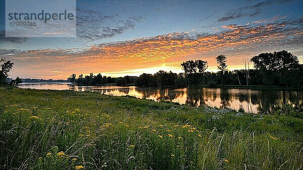 Morgenrot am Altrhein mit Jakobs-Greiskraut (Senecio jacobaea) und Laubbäumen  Xanten  Niederrhein  Nordrhein-Westfalen  Deutschland  Europa