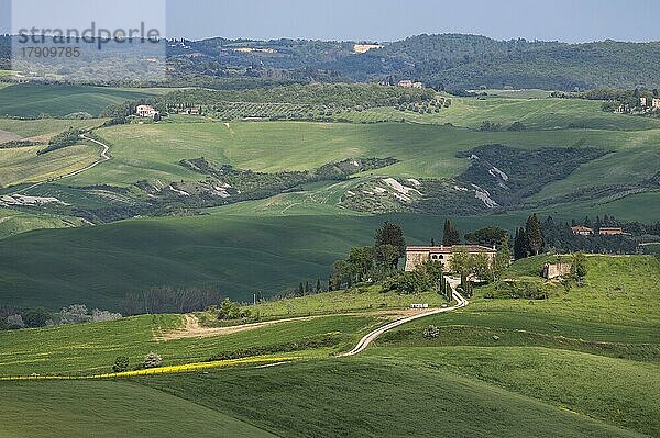 Landgut in der hügeligen Landschaft der Crete Senesi  nahe Asciano  Toskana  Italien  Europa