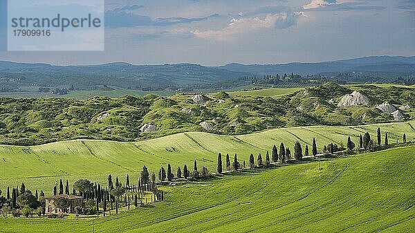 Biancane di Leonina  hügelige Landschaft mit Zypressen (Cupressus)  Crete Senesi  Provinz Siena  Toskana  Italien  Europa