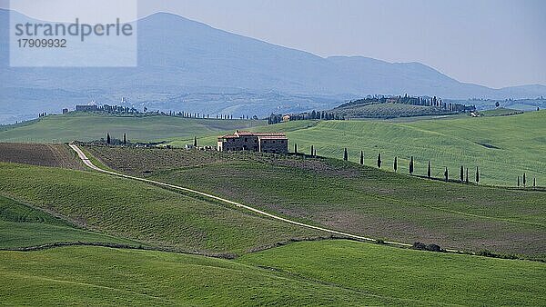 Typisches Landgut in hügeliger Landschaft  Crete Senesi  Provinz Siena  Toskana  Italien  Europa