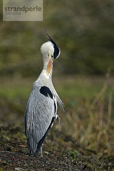 Graureiher (Ardea cinerea)  putzt sich  Essen  Ruhrgebiet  Nordrhein-Westfalen  Deutschland  Europa