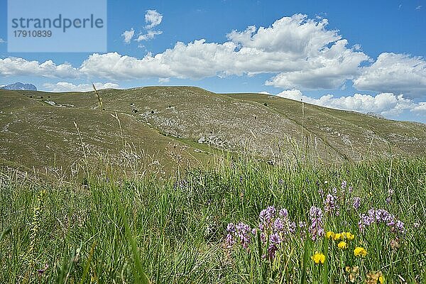 Gebirgslandschaft des Gran Sasso  vorne Wiese mit blühenden Blumen  nahe dem Ort Calascio  Nationalpark Gran Sasso und Monti della Laga  Gebirge Gran Sasso  Nationalpark Gran Sasso und Monti della Laga  Abruzzen  Apennin  Provinz LAquila  Italien  Europa