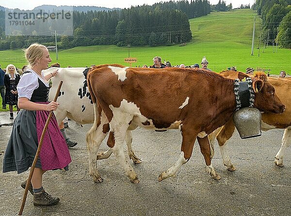 16. 09. 2022. Almabtrieb  Viehscheid in Thalkirchdorf  Markt Oberstaufen  Allgäu  Bayern  Deutschland  Europa