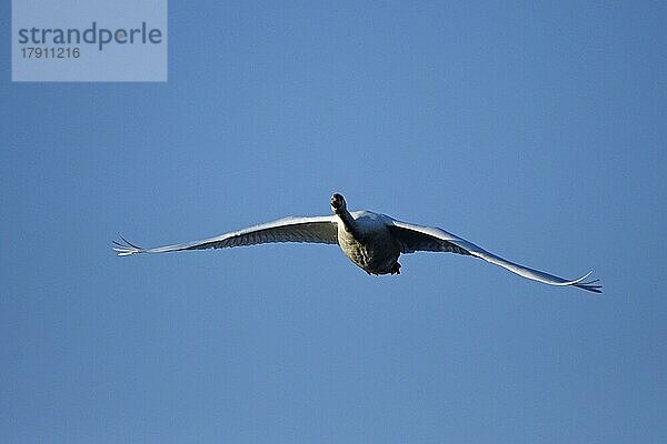 Höckerschwan (Cygnus olor)  Altvogel im Flug  Bergsenkungsgebiet  Bottrop  Ruhrgebiet  Nordrhein-Westfalen  Deutschland  Europa