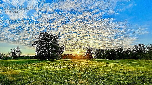 Sonnenaufgang  Auenwiesen  Auenlandschaft an der Mittelelbe  Morgennebel  Nebel  Sonnenstrahlen  Alteichen  Solitär-Eichen  Hochsommer  Biosphärenreservat Mittelelbe  Sachsen-Anhalt  Deutschland  Europa