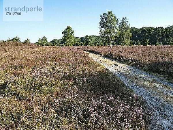 Heideblüte im Naturpark Lüneburger Heide  durchzogen von einem Rad- und Wanderweg. Die Landschaft in den Naturschutzgebieten der Heide erblüht im Spätsommer in lila bis violetten Tönen  Lüneburger Heide  Niederhaverbeck  Niedersachsen  Deutschland  Europa