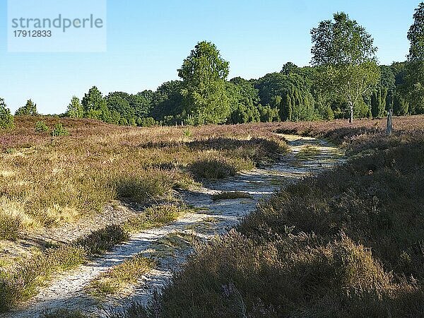 Heideblüte im Naturpark Lüneburger Heide  durchzogen von einem Rad- und Wanderweg. Die Landschaft in den Naturschutzgebieten der Heide erblüht im Spätsommer in lila bis violetten Tönen  Lüneburger Heide  Niederhaverbeck  Niedersachsen  Deutschland  Europa