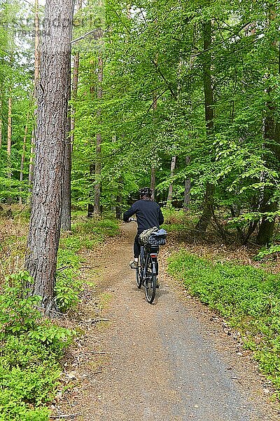 Frau fährt Fahrrad im Buchenwald (Fagus) im Urwald auf der Halbinsel Darß  Deutschland  Europa