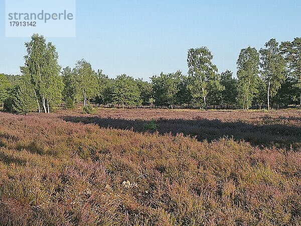 Heideblüte im Naturpark Lüneburger Heide. Die Landschaft in den Naturschutzgebieten der Heide erblüht im Spätsommer in lila bis violetten Tönen  Wilseder Berg  Niederhaverbeck  Niedersachsen  Deutschland  Europa