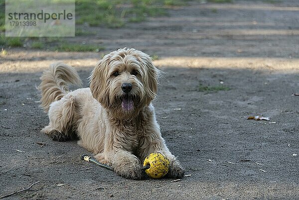 Hund mit gelbem Wurfball (Mini Goldendoodle)  Mischling aus Golden Retriever und Zwergpudel  Deutschland  Europa