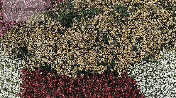 Buntes Blumenbeet  Fleißige Lieschen (Impatiens walleriana) und Sonnenhut (Echinacea)  Bayern  Deutschland  Europa