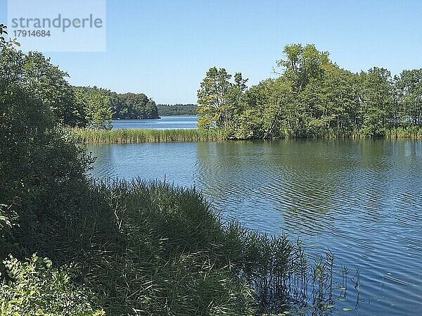 Der Schaalsee an der Halbinsel Kampenwerder im UNESCO Biosphärenreservat Schaalsee  Stintenburg  Lassahn  Mecklenburg-Vorpommern  Deutschland  Europa