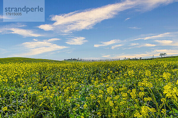 Wiesen und Bauernhof im Frühling  Orcia-Tal  Toskana  Italien  Europa