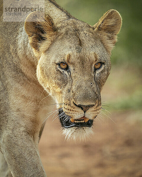 Löwin  Marataba  Marakele National Park  Südafrika  Afrika