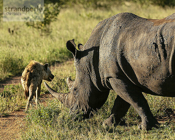 Hyäne  die an einem Breitmaulnashorn vorbeiläuft  Timbavati Private Nature Reserve  Krüger-Nationalpark  Südafrika  Afrika