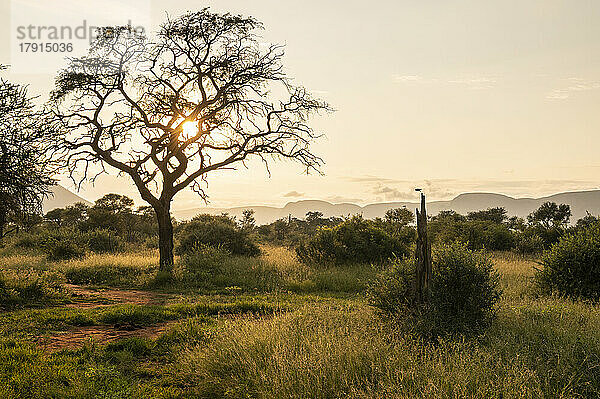 Landschaft in der Morgendämmerung  Marataba  Marakele National Park  Südafrika  Afrika