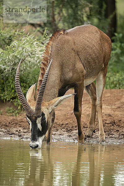 Roan-Antilopen-Trinken  Marataba  Marakele-Nationalpark  Südafrika  Afrika