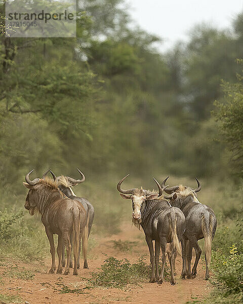 Streifengnu  Marataba  Marakele-Nationalpark  Südafrika  Afrika