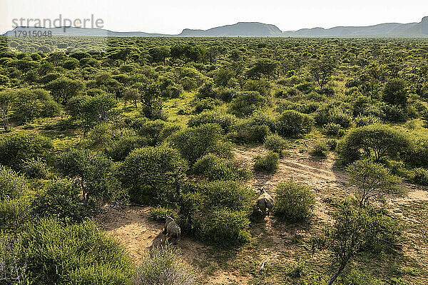 Nashorn-Halsband-Operation im Marataba Conservation Camp  Marakele National Park  Südafrika  Afrika