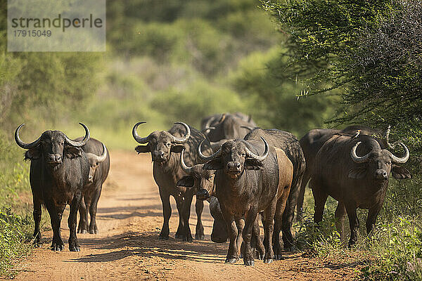 Kap-Büffel  Marataba  Marakele-Nationalpark  Südafrika  Afrika