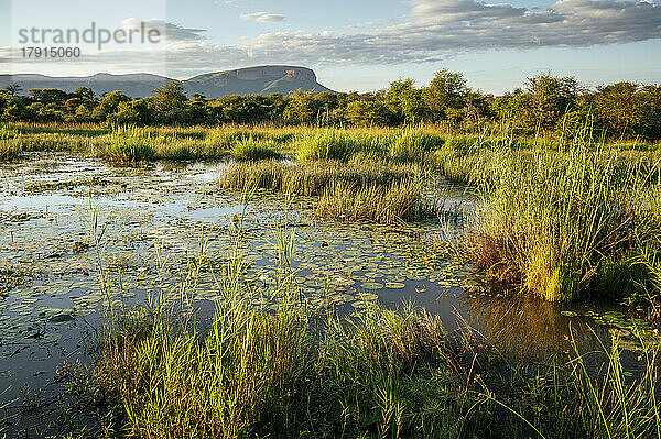 Landschaft in Marataba  Marakele National Park  Südafrika  Afrika